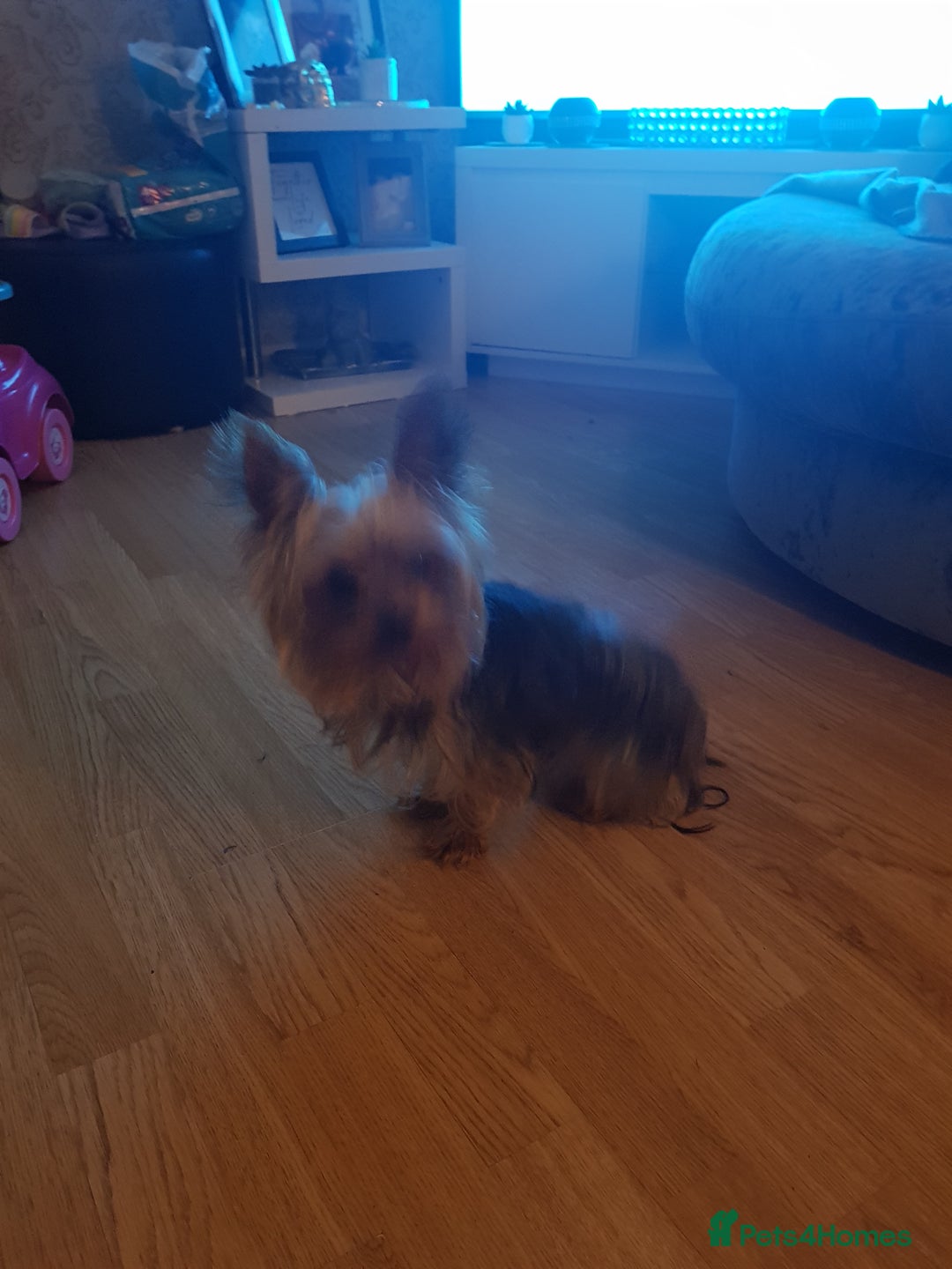 Yorkshire Terrier dogs for stud: Long haired mini Yorkshire terrier  - Image 5