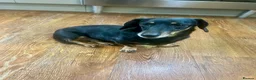 Miniature Dachshund dogs for sale: Miniature Dacshund in Kettering - Advert 2