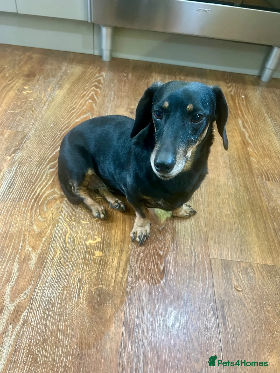 Miniature Dachshund dogs for sale: Miniature Dacshund in Kettering - Advert 2