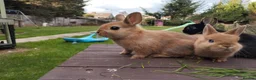 Netherland Dwarf rabbits for sale: Netherland dwarf 8wk, £50 each (CLEARANCE)  - Advert 10