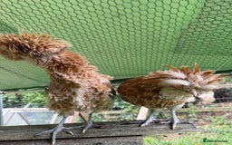 Chickens poultry for sale: Poland bantam breeding trios available - Image 10