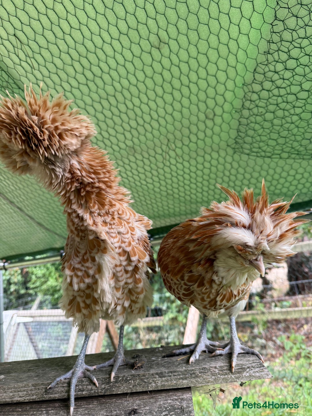Chickens poultry for sale: Poland bantam breeding trios available - Image 10
