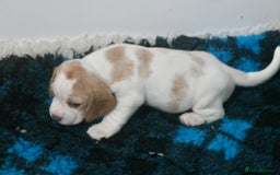 Beagle dogs for sale: CHUNKY BEAGLE PUPPIES - Image 5