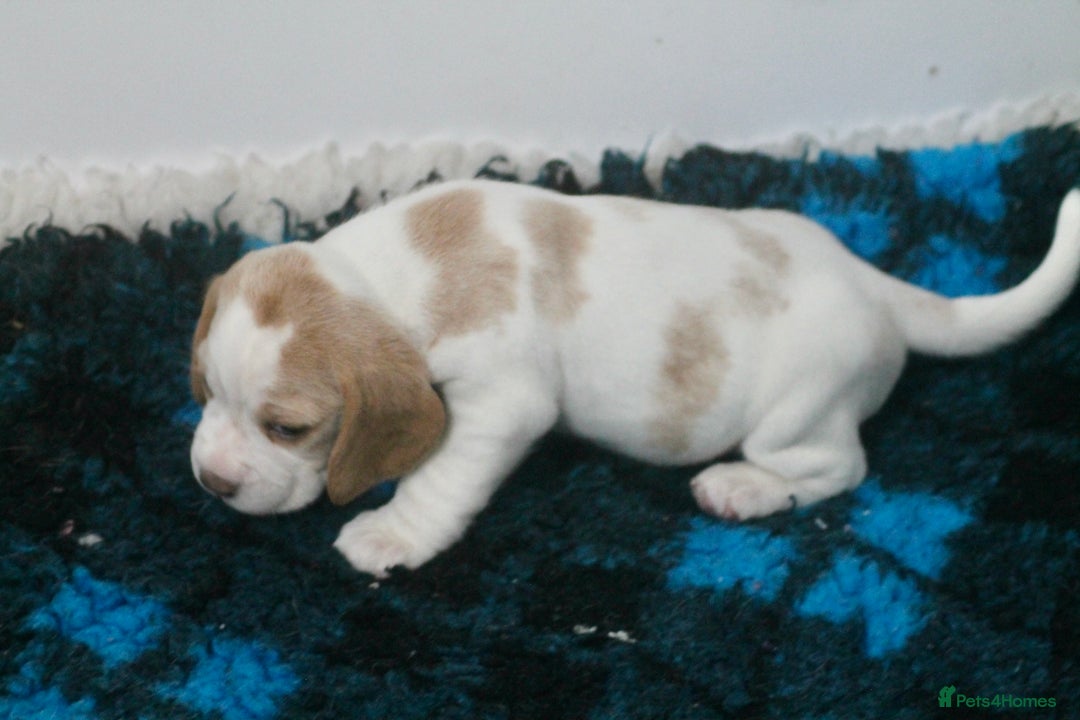 Beagle dogs for sale: CHUNKY BEAGLE PUPPIES - Image 5