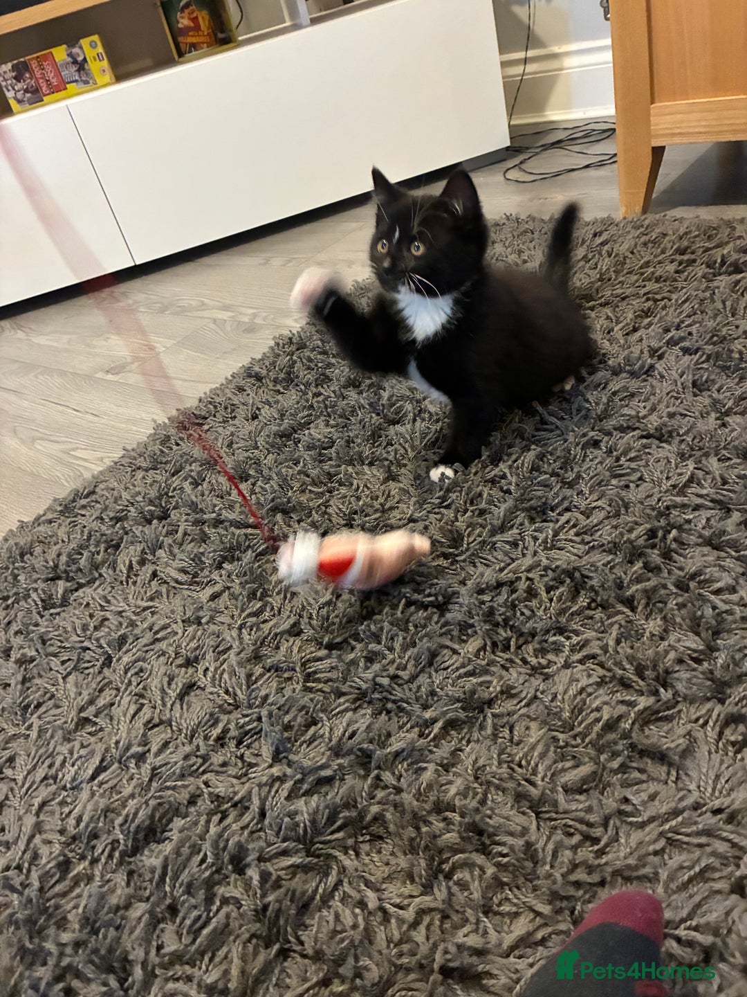 Mixed Breed cats for sale: 10 week old mixed breed  - Advert 4