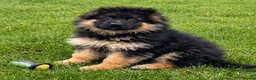 German Shepherd dogs for sale: LONG COATED GERMAN SHEPHERD GIRL  - Advert 13