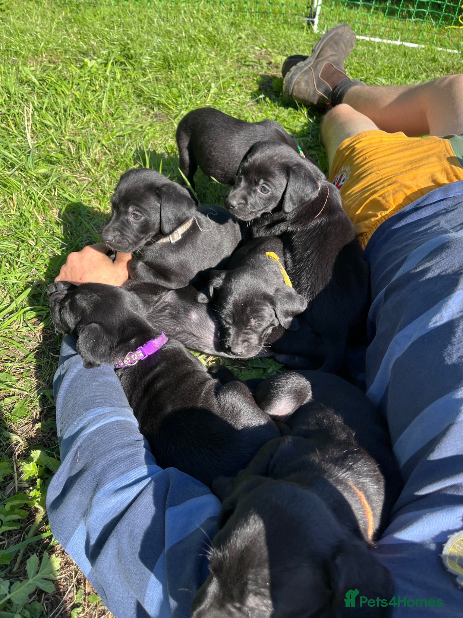 Labrador Retriever dogs Working Labrador Retriever Puppies - Advert 2