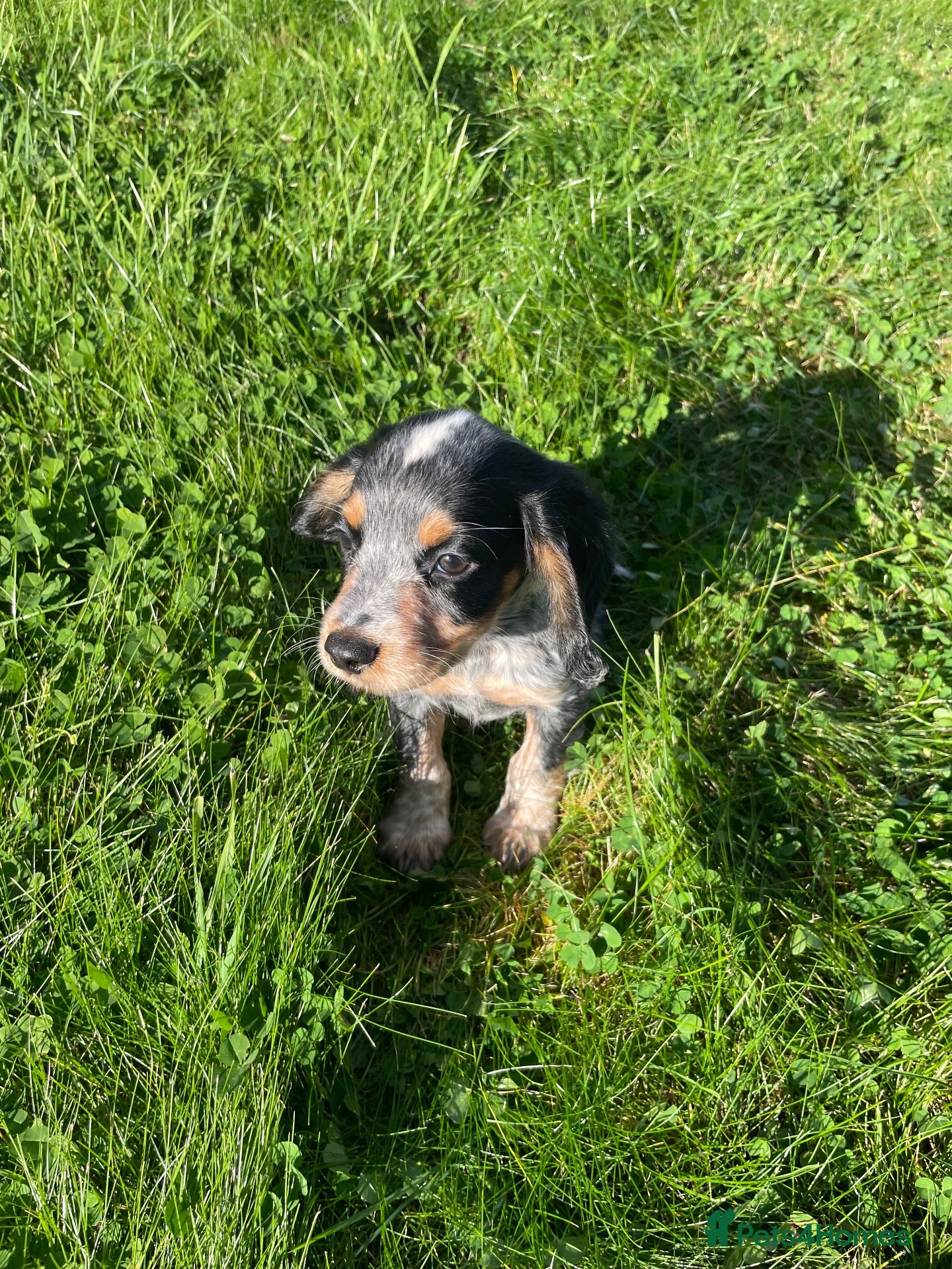 Cocker Spaniel dogs Beautiful Kc reg working cocker spaniel puppies  - Advert 1