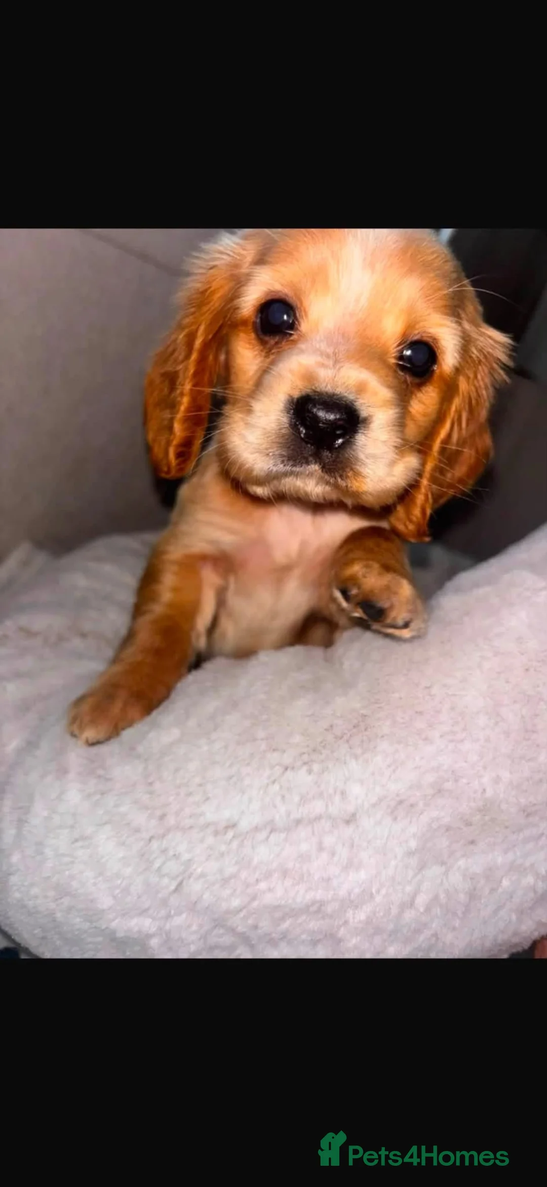 Cocker Spaniel dogs for sale: Cocker spaniel puppies - Advert 2