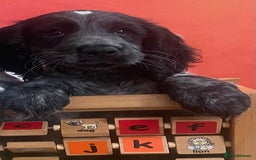 Cocker Spaniel dogs for sale:  2 Beautiful working cocker spaniel pups for sale. - Image 4