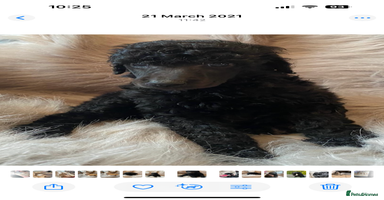 Standard Poodle dogs Kc standard poodles - Advert 14