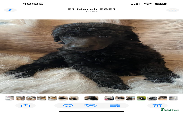 Standard Poodle dogs Kc standard poodles - Advert 14