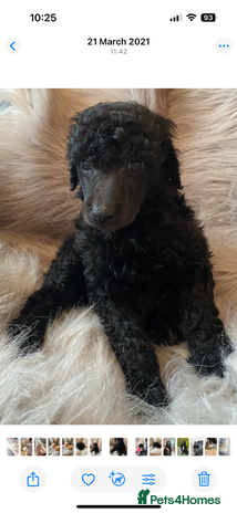 Standard Poodle dogs Kc standard poodles - Advert 14