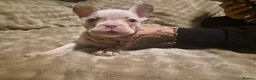 French Bulldog dogs for sale: French bulldog pups x3 Bitches - Advert 2
