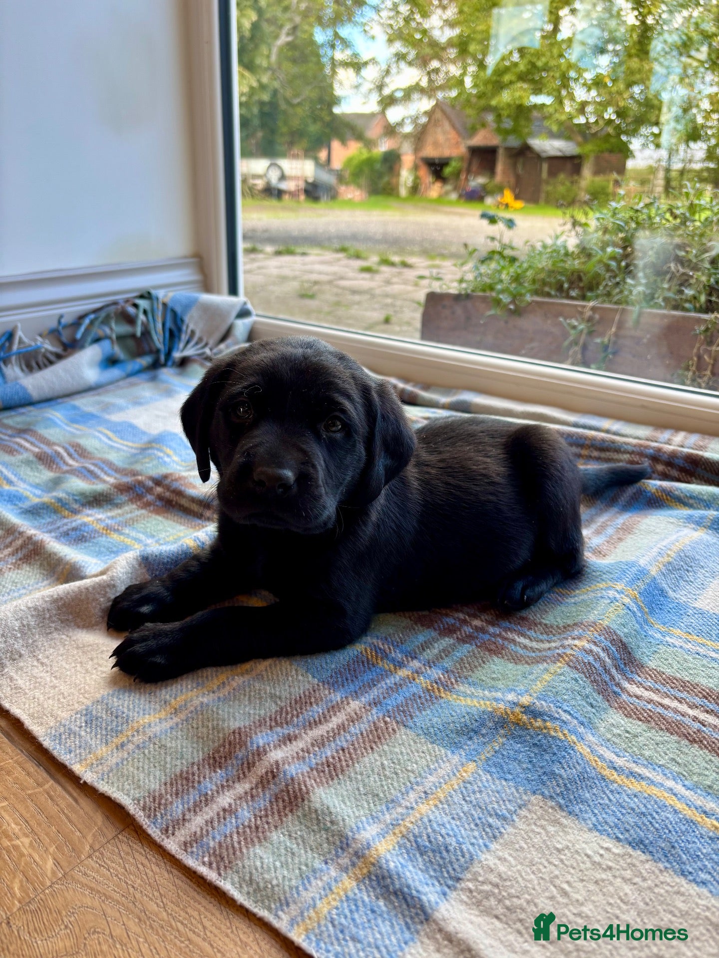 Labrador Retriever dogs Gorgeous Lab Pups KC reg/health tested parents - Advert 1