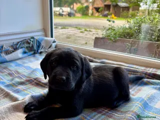 Labrador Retriever dogs Gorgeous Lab Pups KC reg/health tested parents - Advert 1
