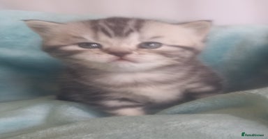 British Shorthair cats - Advert 9
