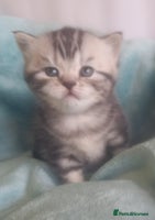 British Shorthair cats - Advert 2