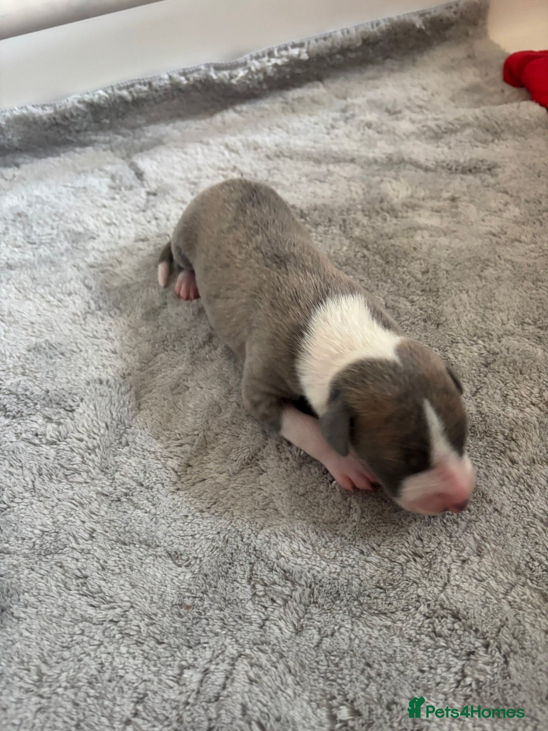 Whippet dogs for sale: Beautiful Blue Girl Whippet pup LAST ONE - Advert 16
