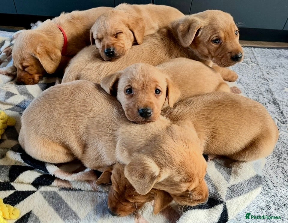 Labrador Retriever dogs  Fox red Labrador pups for sale, KC registered - Advert 2