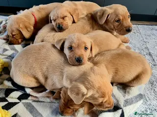 Labrador Retriever dogs Fox red Labrador pups for sale, KC registered - Advert 2