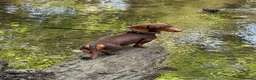 Miniature Dachshund dogs for sale: 🐶🐶🐶❤️❤️❤️❤️miniature Daschund puppies for sale  - Advert 24