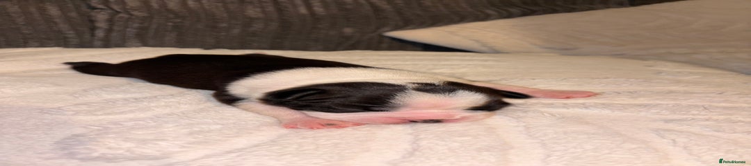 Boston Terrier Puppy 2