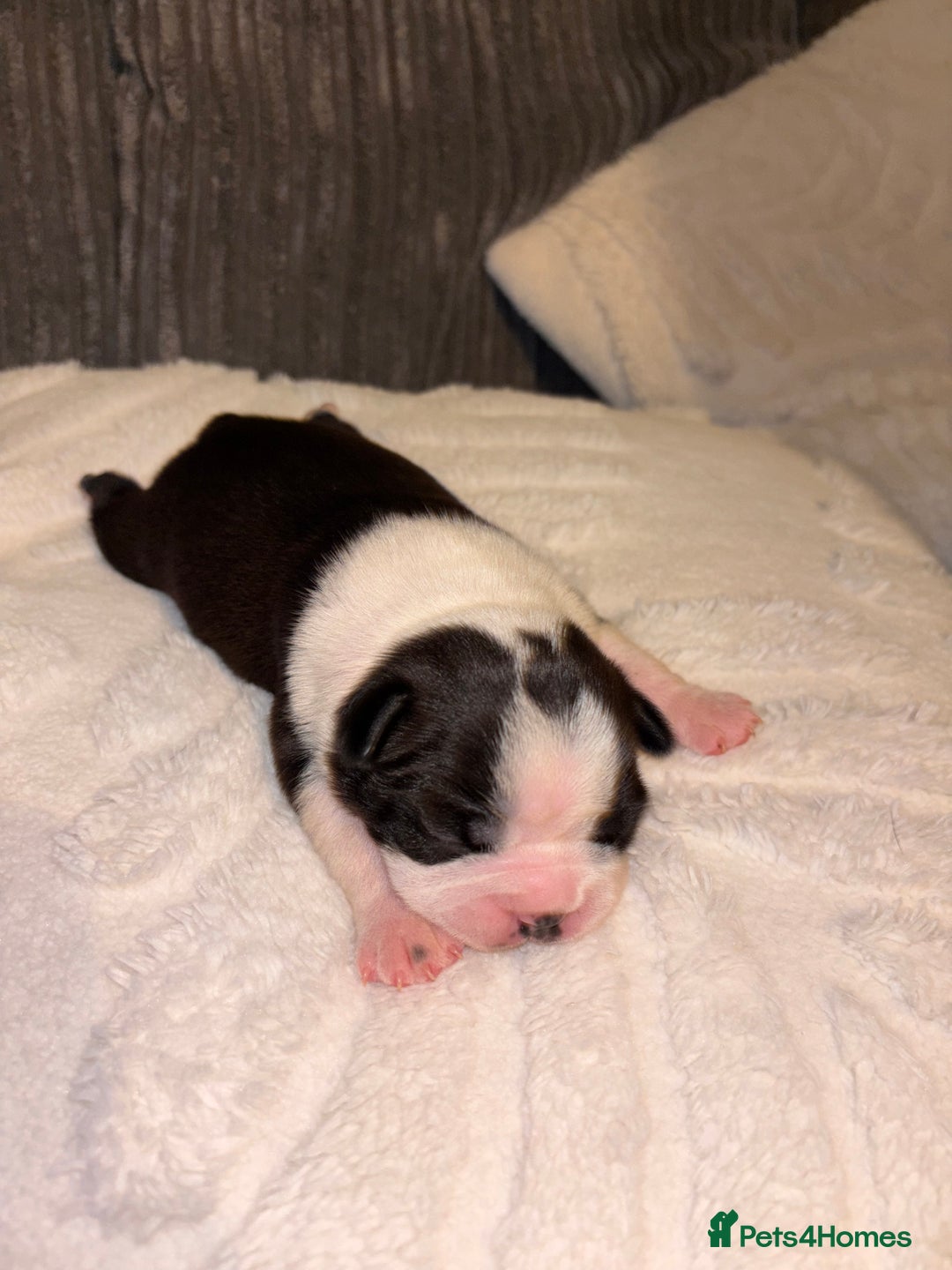 Boston Terrier dogs for sale: Pedigree KC reg Boston-Terrier puppies for sale! - Image 3