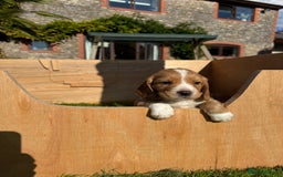 Cocker Spaniel dogs for sale: Stunning Working Cocker Spaniel Puppies - Image 20