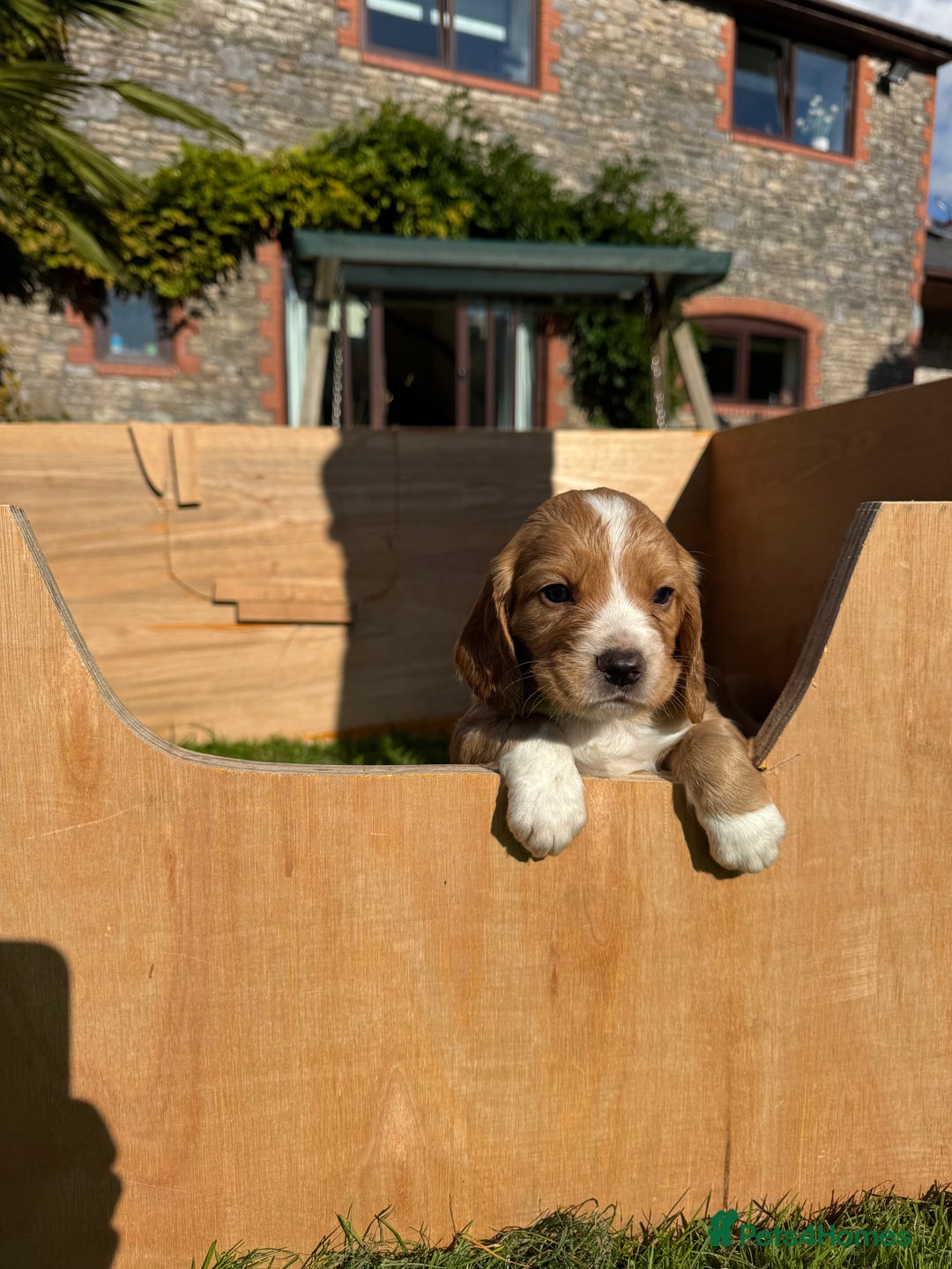 Cocker Spaniel dogs for sale: Stunning Working Cocker Spaniel Puppies - Image 20