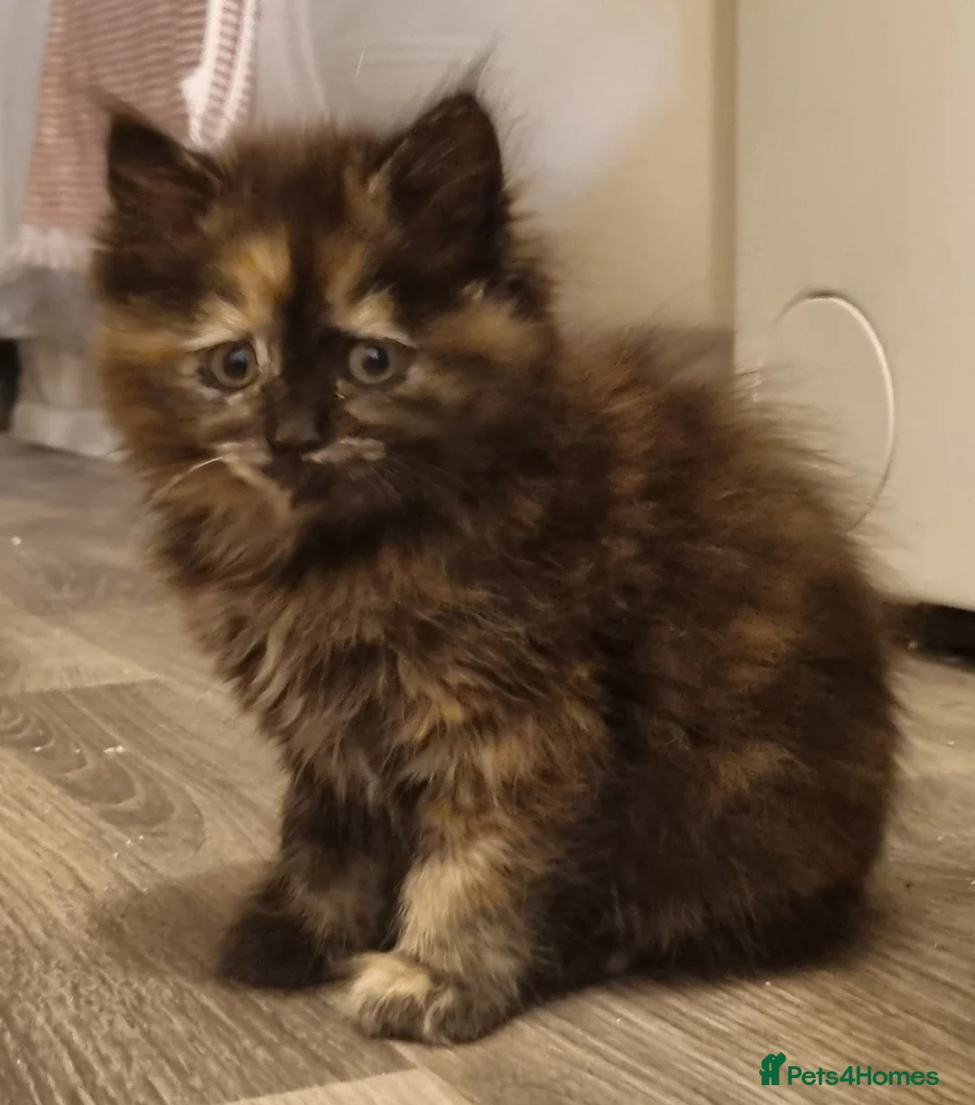 Mixed Breed cats for sale: 3 Ragdoll cross kittens, ready for thir new homes - Advert 7