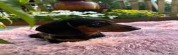 Miniature Dachshund dogs for sale: Puppy for Sale Outstanding KC Male Mini Dachshund  - Advert 9