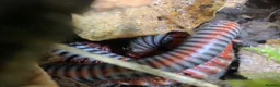 Millipedes invertebrates for sale: Atopochetus dollfusi, Rainbow Millipede Juveniles - Advert 13