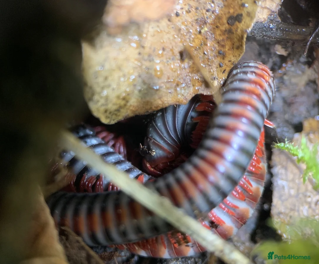 Millipedes invertebrates for sale: Atopochetus dollfusi, Rainbow Millipede Juveniles - Advert 13