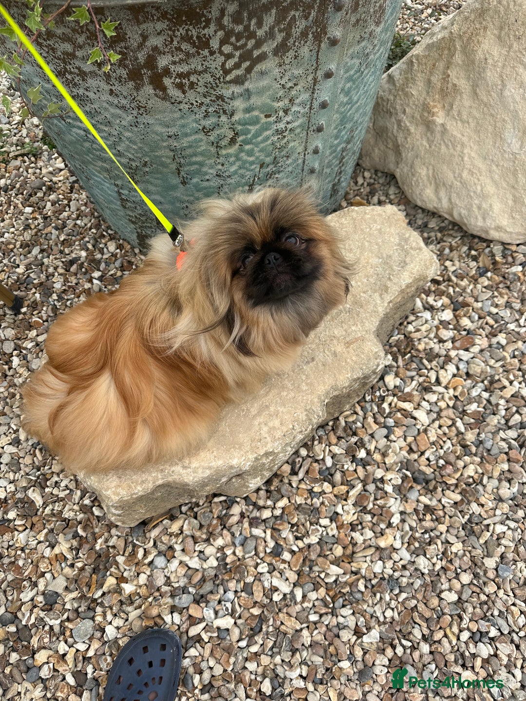 Pekingese dogs for sale: Handsome pure pedigree Pekingese  - Advert 2