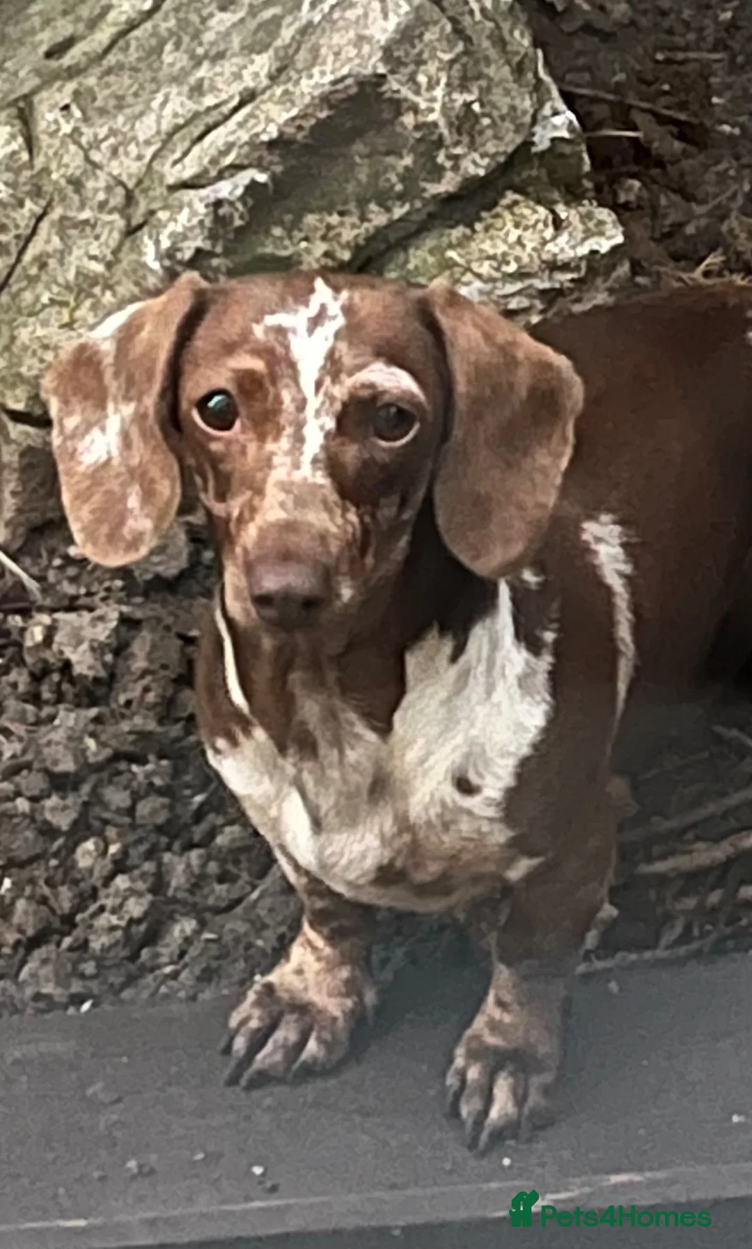 Miniature Dachshund dogs for sale: Miniature dapple dachshund in Cranleigh - Advert 5