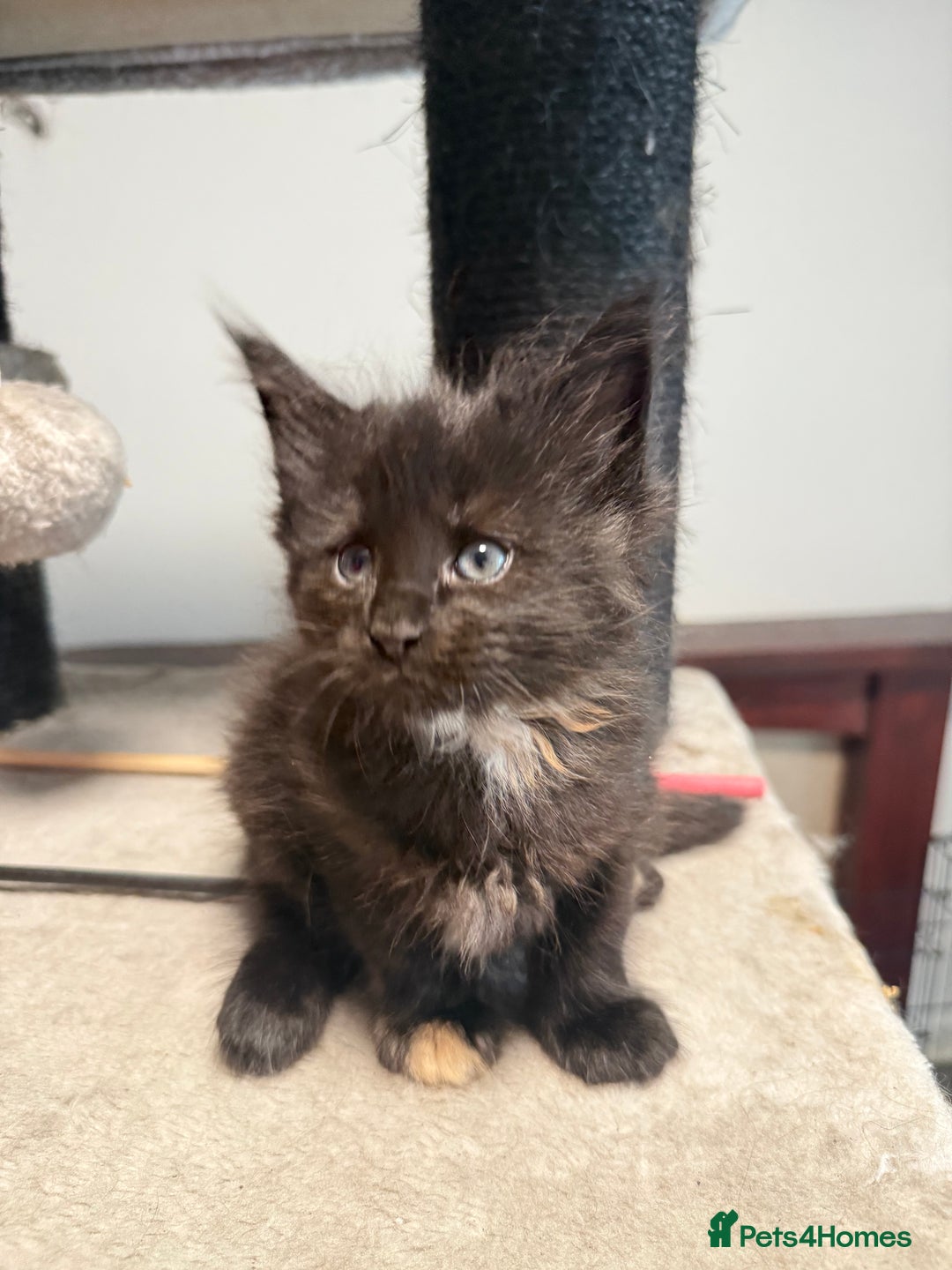 Maine Coon cats for sale:  Maine Coon Kittens Looking for Loving Homes 🐾 - Image 4