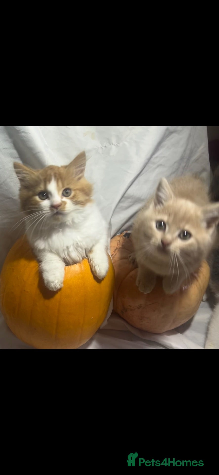 British Longhair cats for sale: 4 little pumpkins ready for autumn  - Advert 1