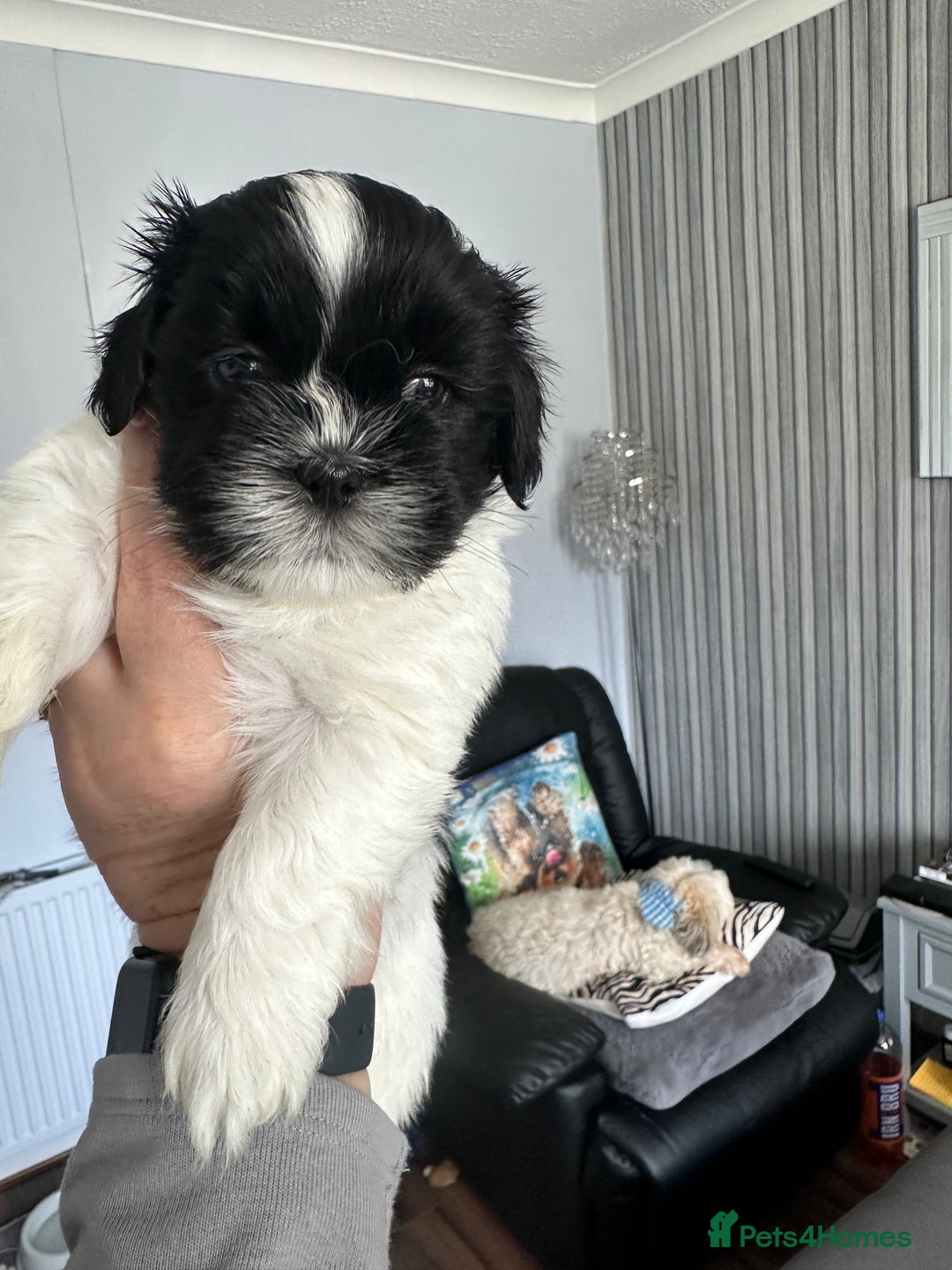 Lhasa Apso dogs for sale: Stunning Litter Lhasa Apsos * 3 Remaining * - Image 17
