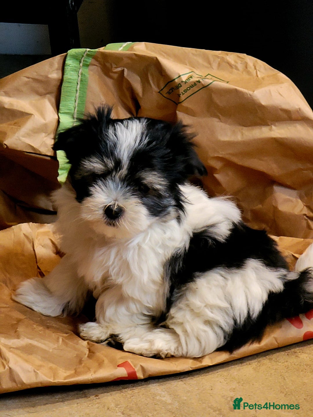 Maltese dogs for sale: Maltese Cross Puppies - Advert 1