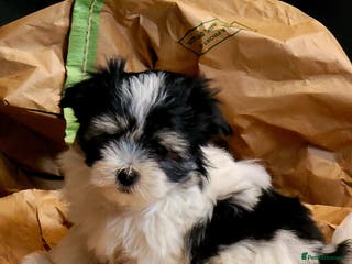 Maltese dogs Maltese Cross Puppies - Advert 18