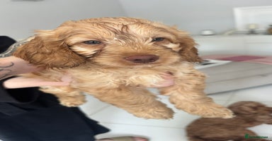 Cockapoo dogs - Advert 9