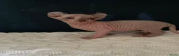 Sphynx cats for sale: Amazing Sphynx & Elf Kittens  - Advert 23