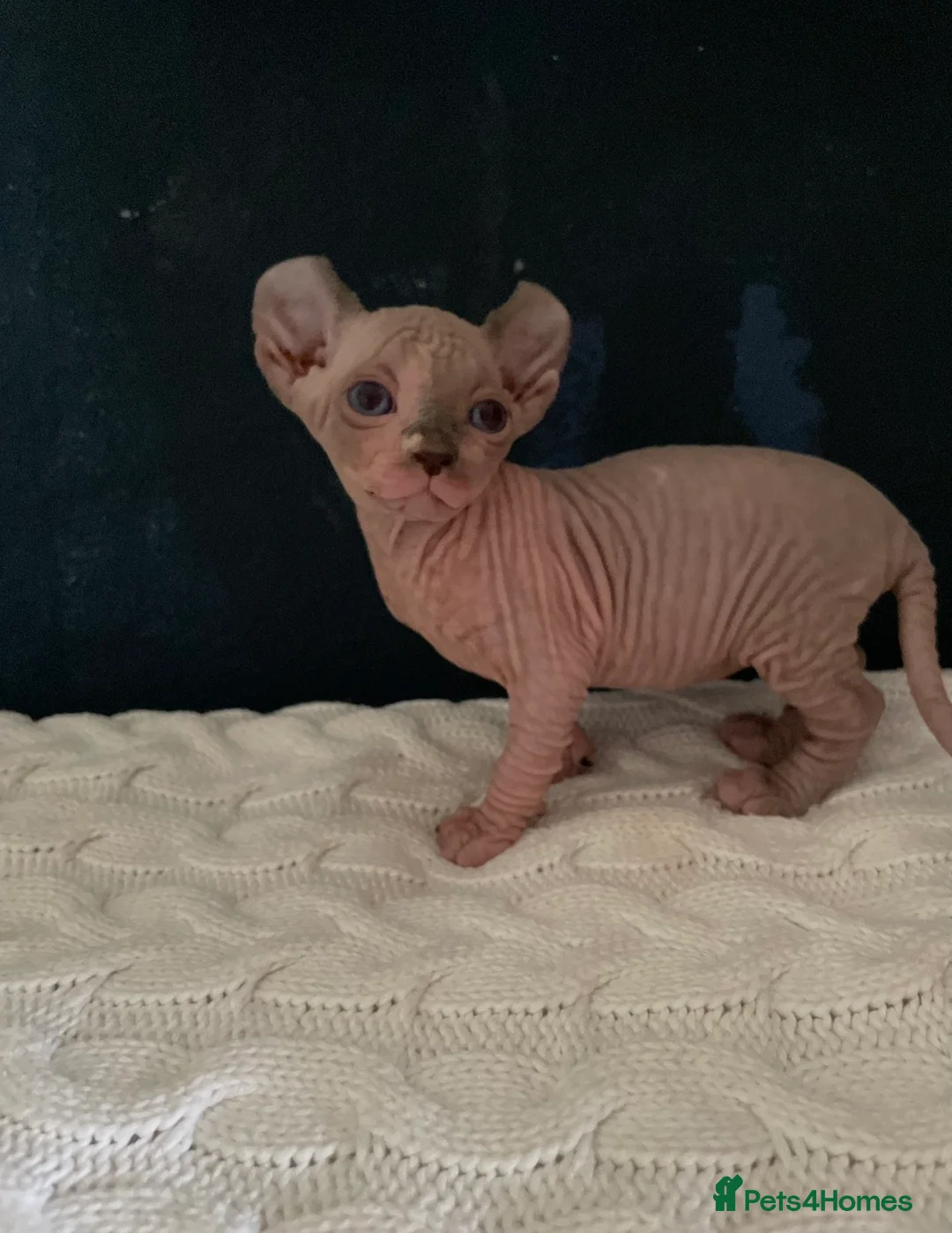 Sphynx cats for sale: Amazing Sphynx & Elf Kittens  - Advert 23
