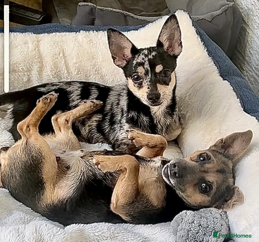 Mixed Breed dogs for sale: Cleo & Kira - 2 Amazing little girls  in East Grinstead - Advert 1