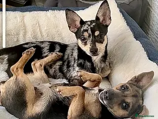 Mixed Breed dogs Cleo & Kira - 2 Amazing little girls - Advert 1