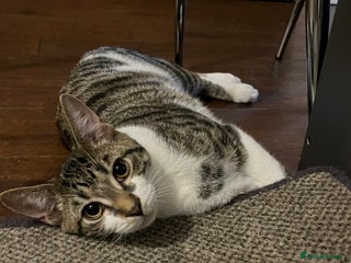 British Shorthair cats Cute & loving kitten looking for a new home! - Advert 1