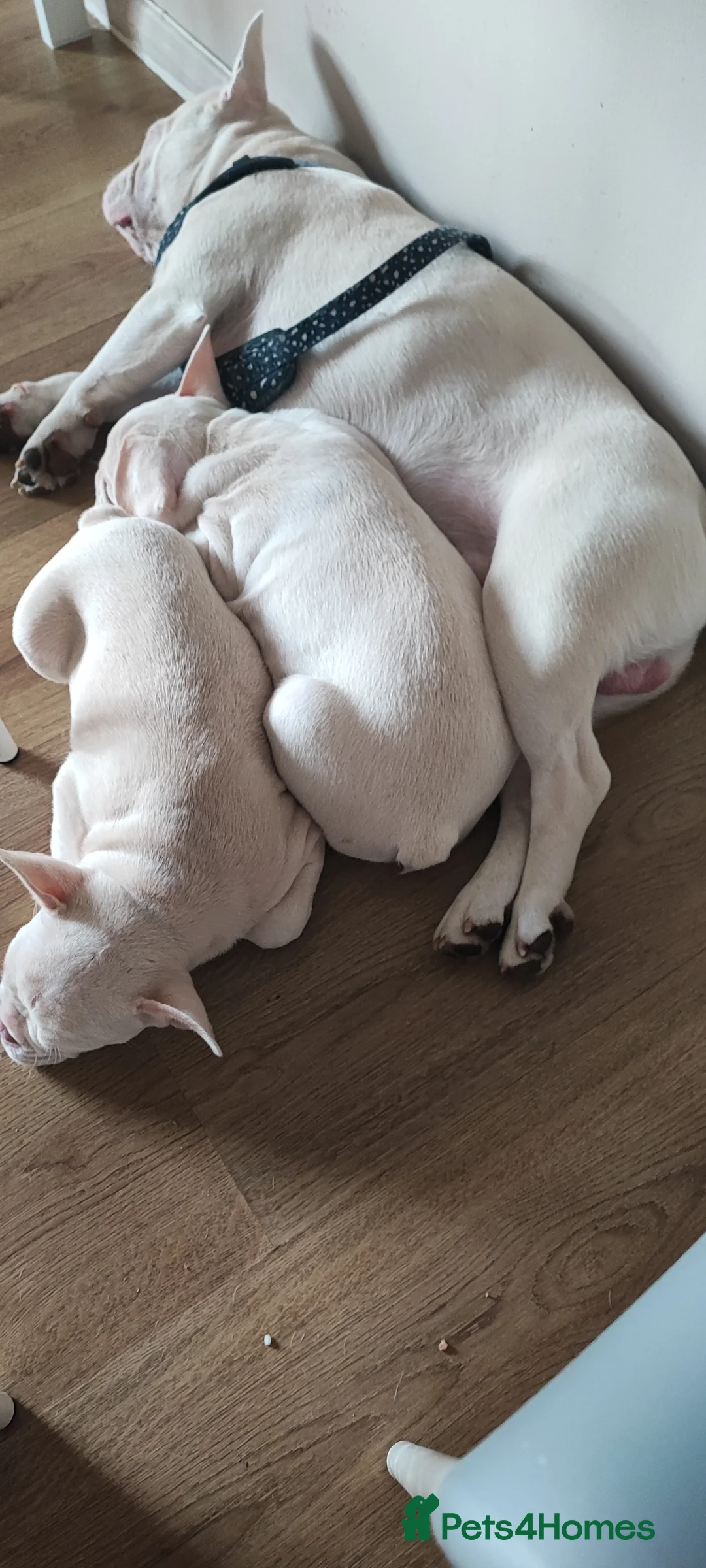 French Bulldog dogs for sale: French Bulldog puppies - Advert 2