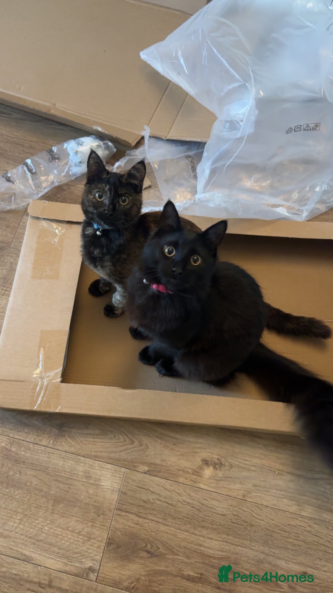 Mixed Breed cats for sale: 7 month old brother & sister looking for new home - Advert 25