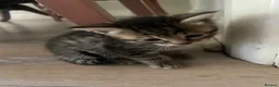 Mixed Breed cats for sale: 8 beautiful kittens - Advert 11